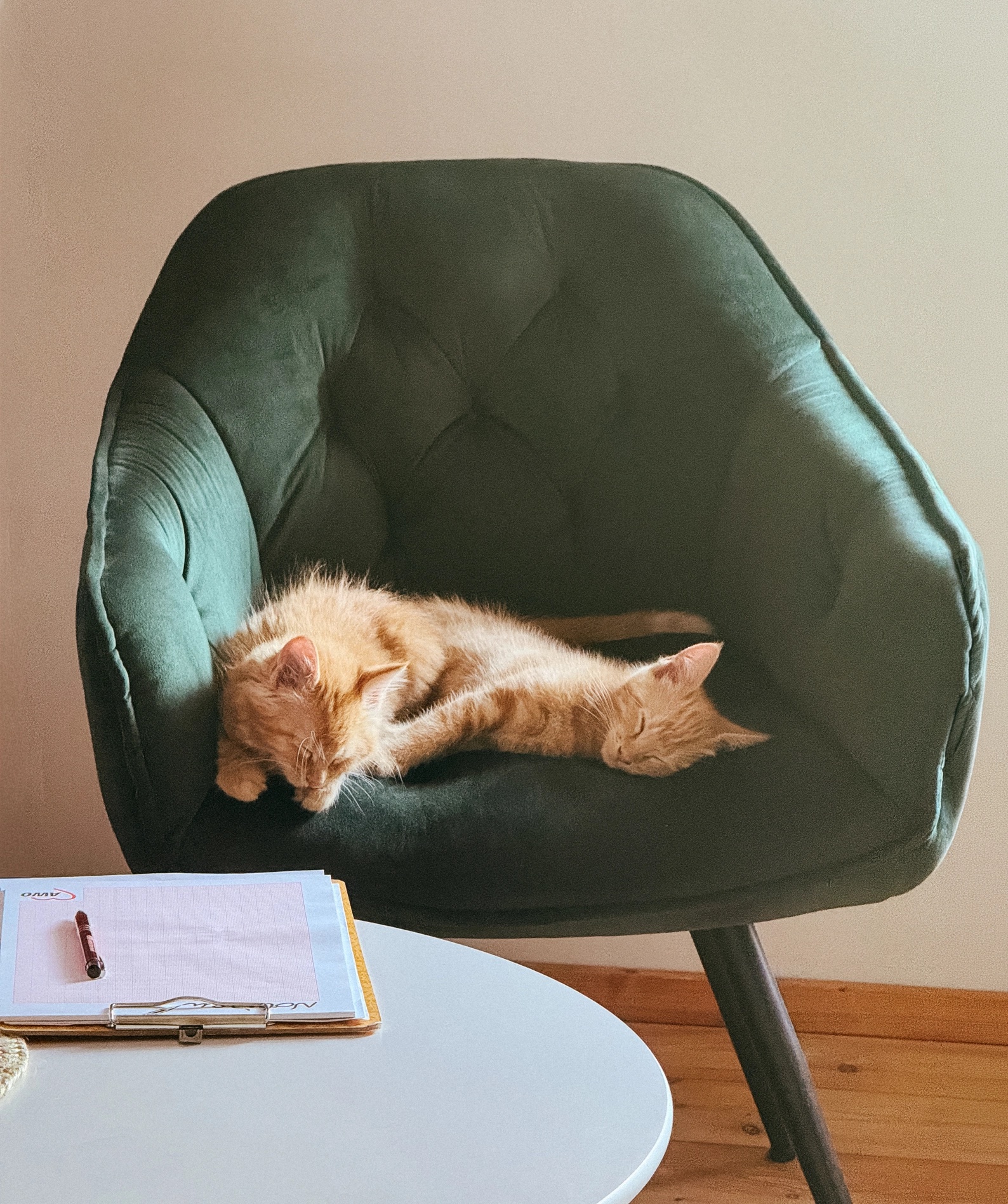 Zwei junge Katzen schlafen geborgen aneinandergekuschelt in einem Sessel